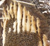 Close-up bee hive.jpg