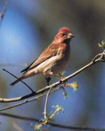 Purple Finch.jpg