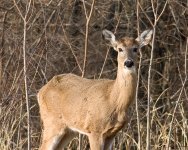 Deer-32.jpg