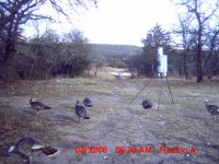 Turkeys-1.JPG