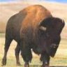 Utah Bison