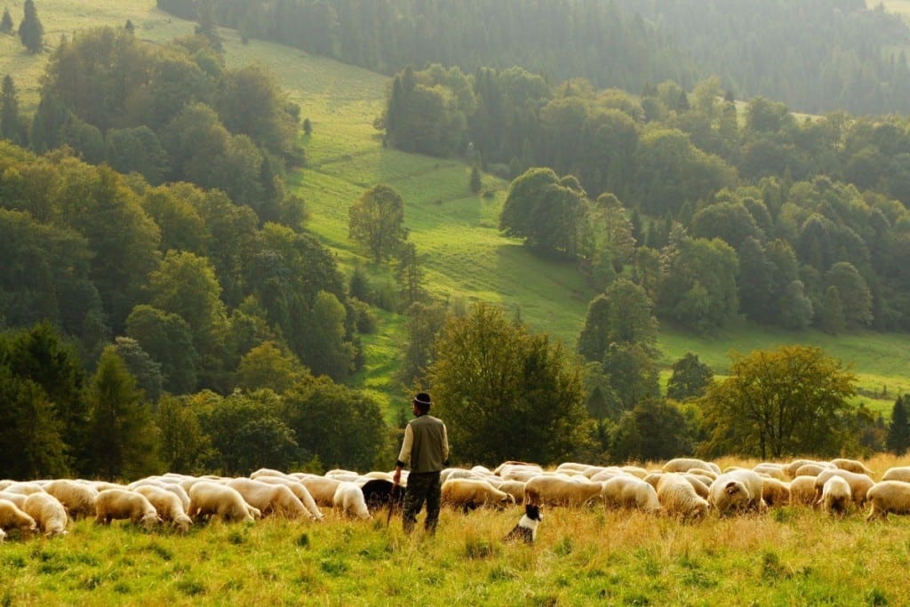 farm_sheep