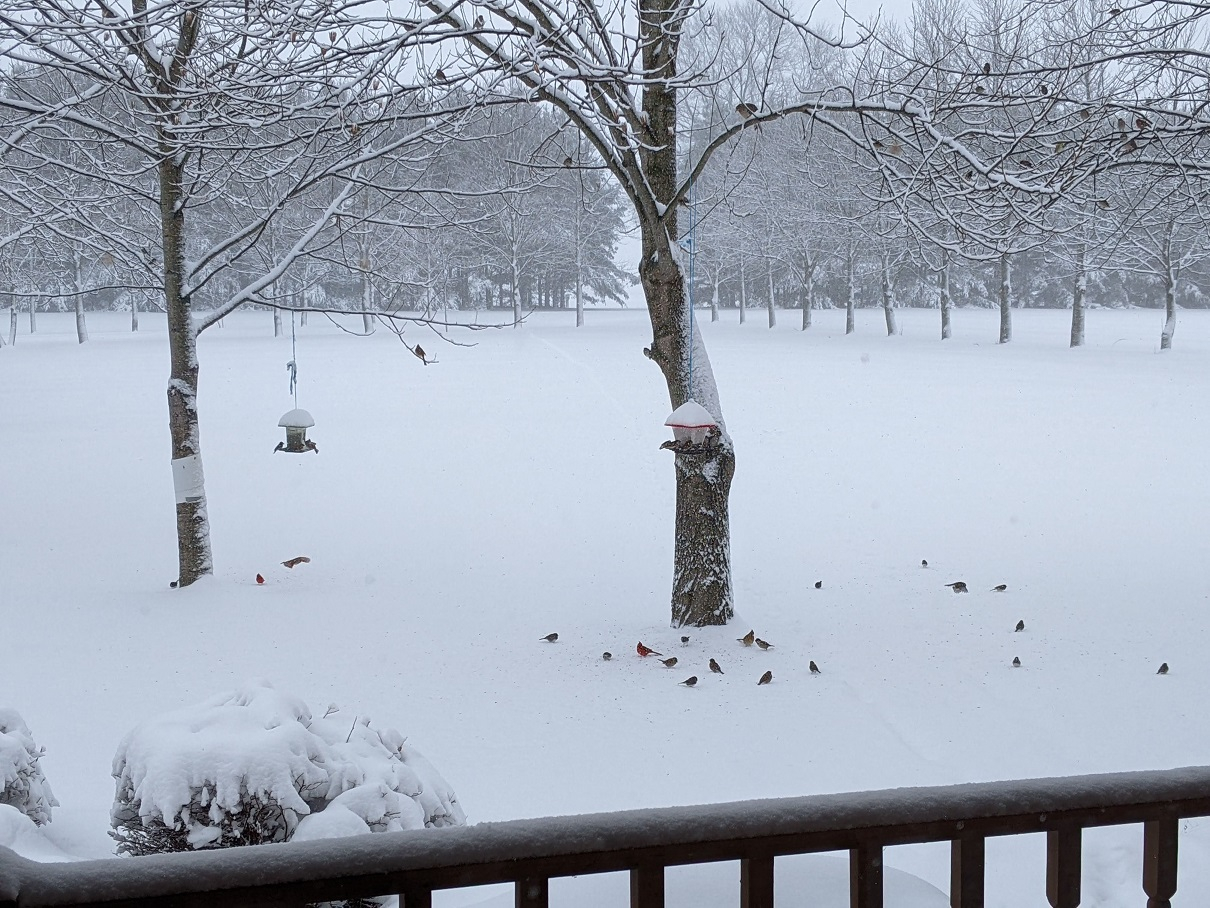 020222 snow.jpg