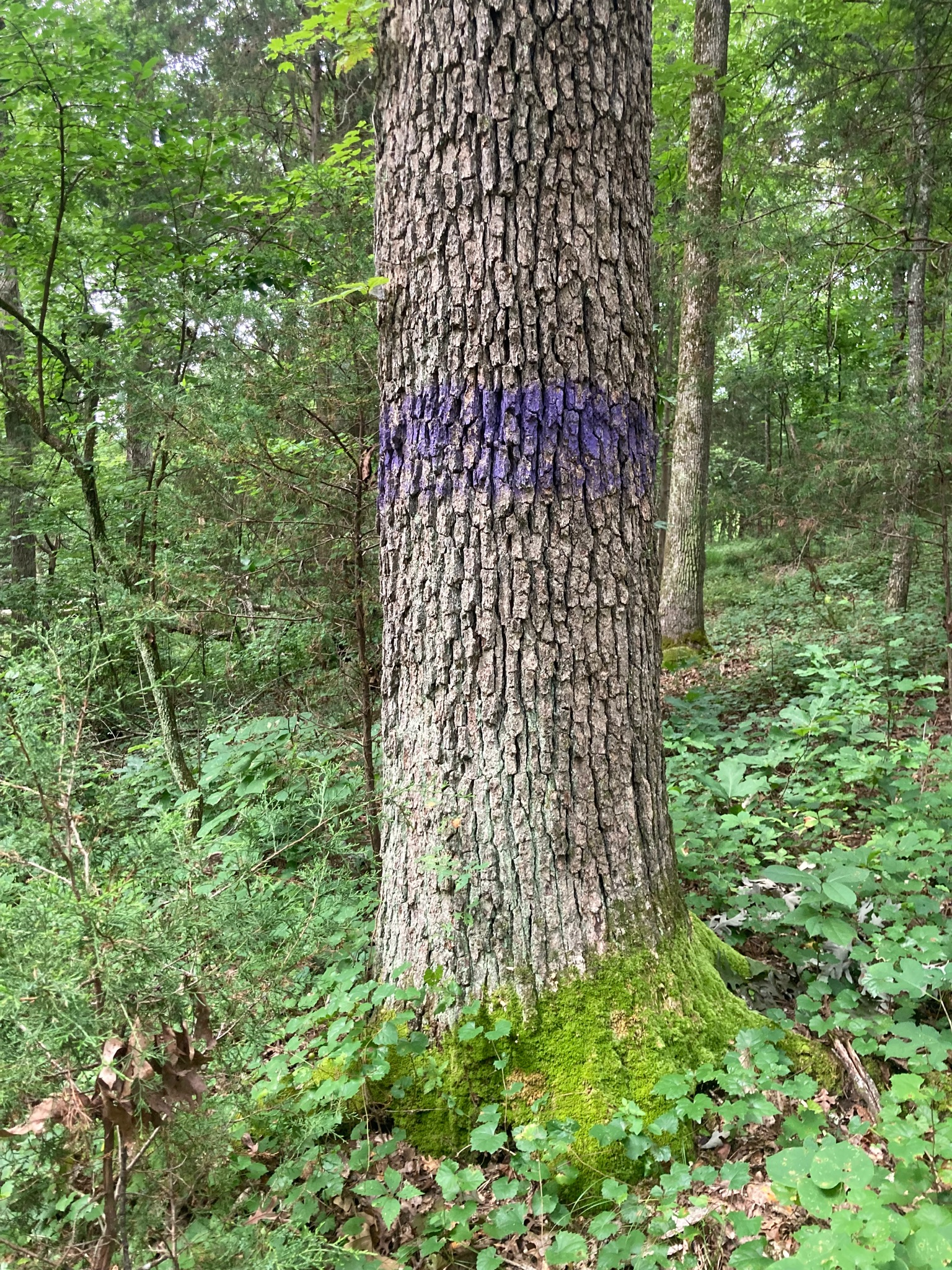 0C3995F6-8382-499A-90A9-DD85B25E00E3.jpeg