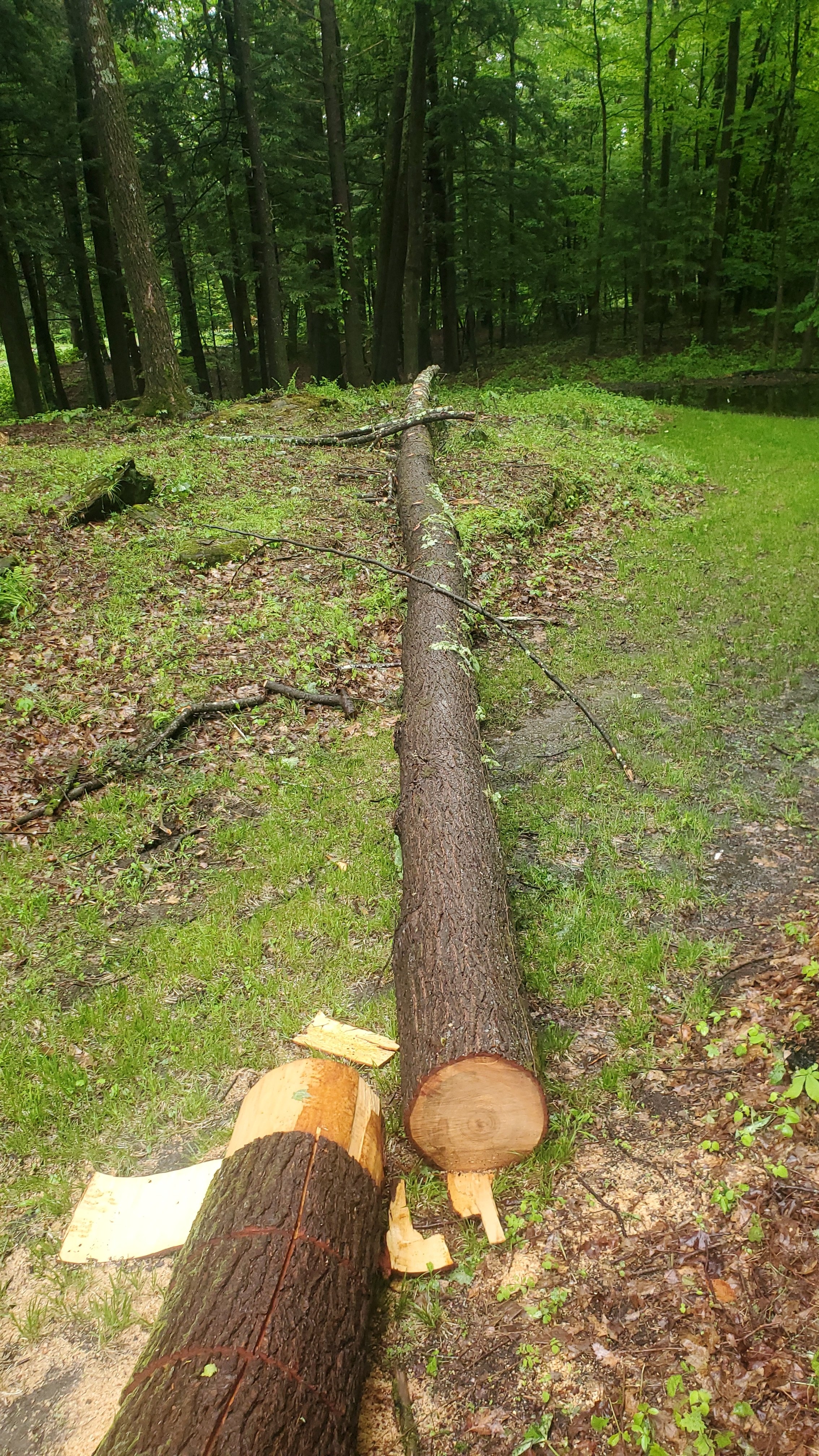 100ft of hemlock.jpg