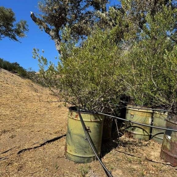 (1) Multi-Trunked Non Fruiting Olive Tree w/ Military Barrel (A59225)