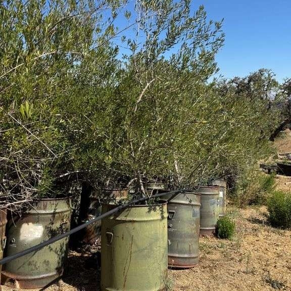 (1) Multi-Trunked Non Fruiting Olive Tree w/ Military Barrel (A59225)
