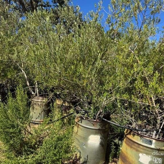 (1) Multi-Trunked Non Fruiting Olive Tree w/ Military Barrel (A59225)