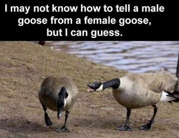 1729303271686.png