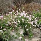 Deutzia Yuki Cherry Blossom
