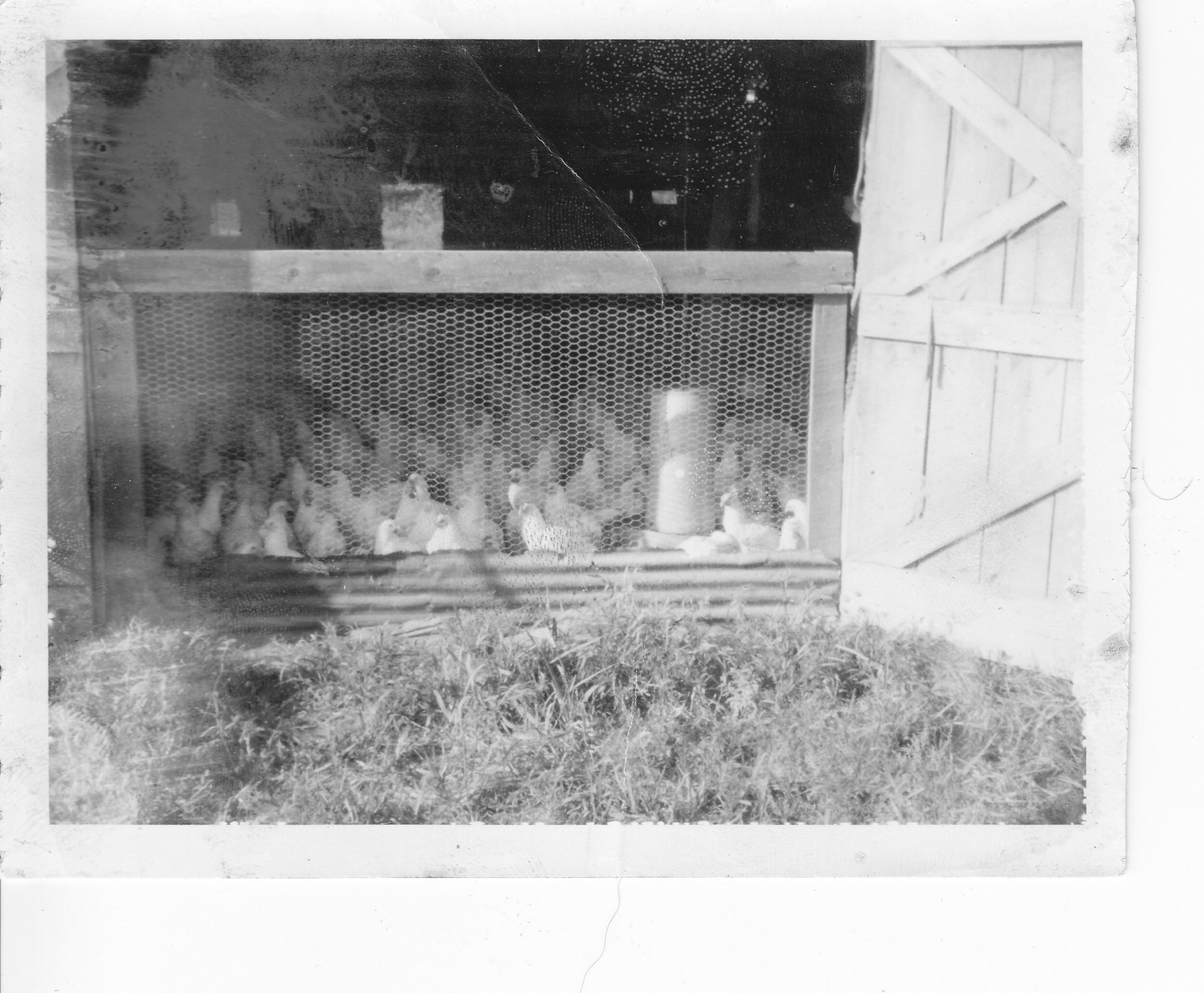19600927_Chickens_barn.jpg