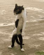 1ABd.gif