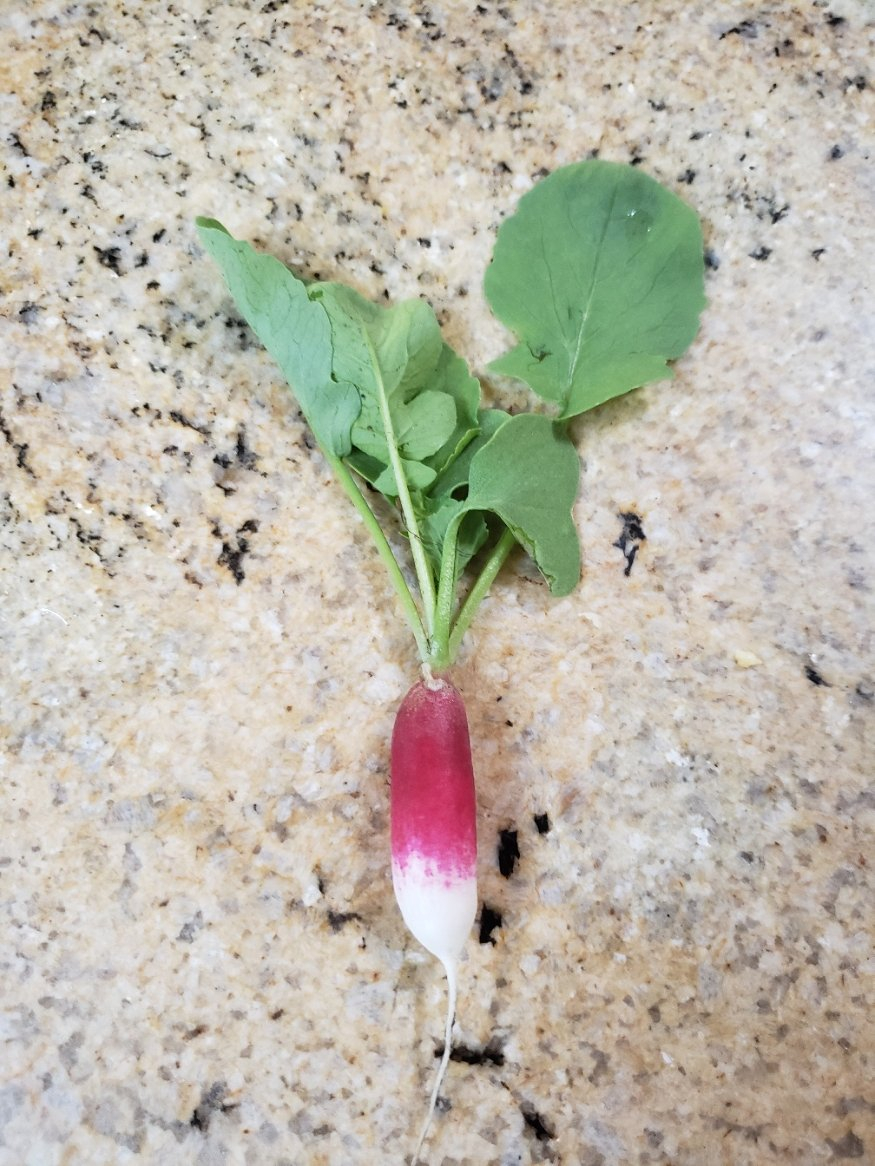 1radish20210509_151708.jpg