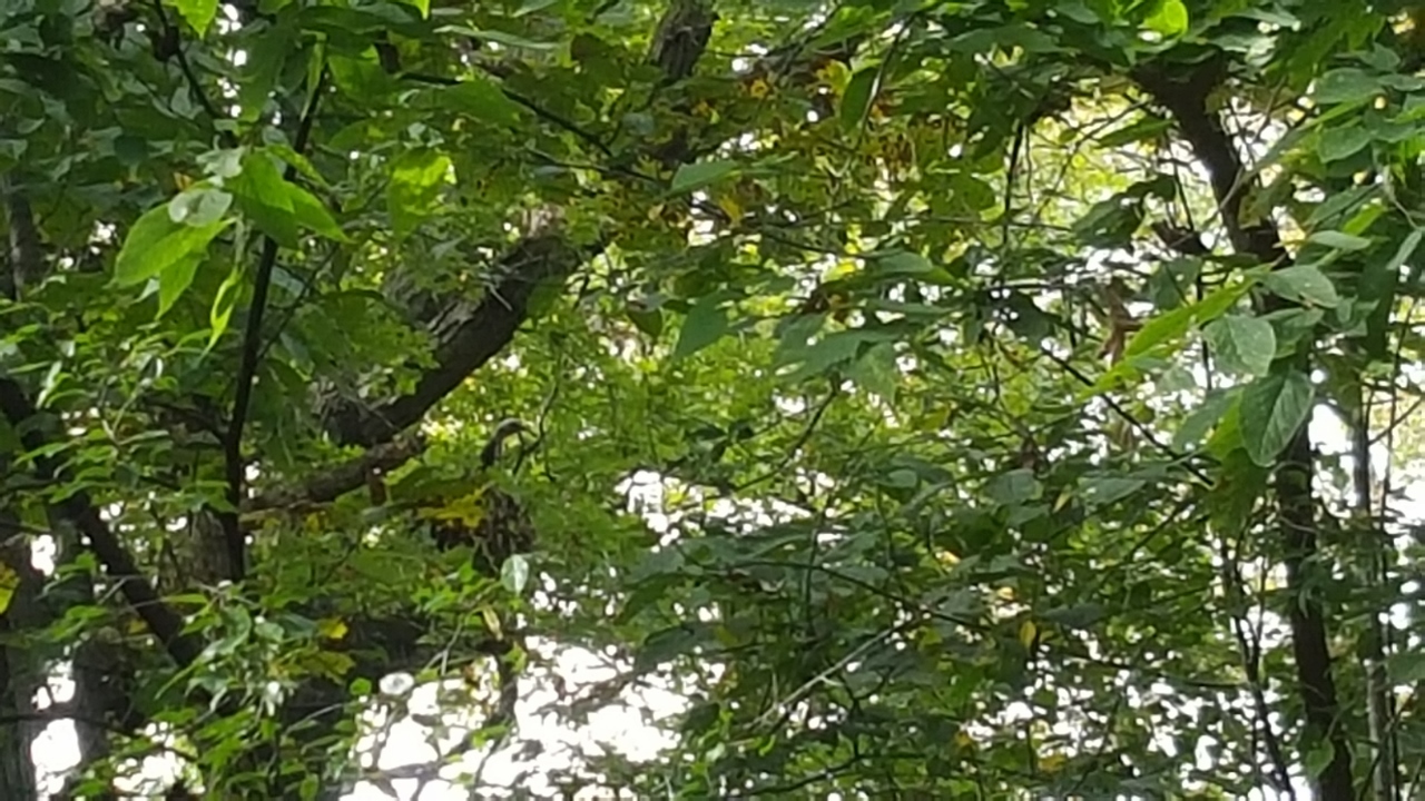 20150924_150129 (1280x720).jpg
