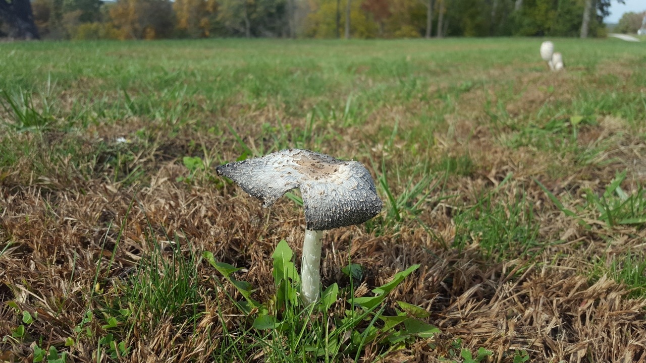 20161016_145408 (1280x720).jpg