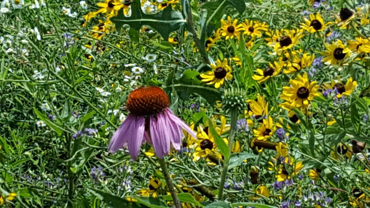 20170629_142652_001.jpg