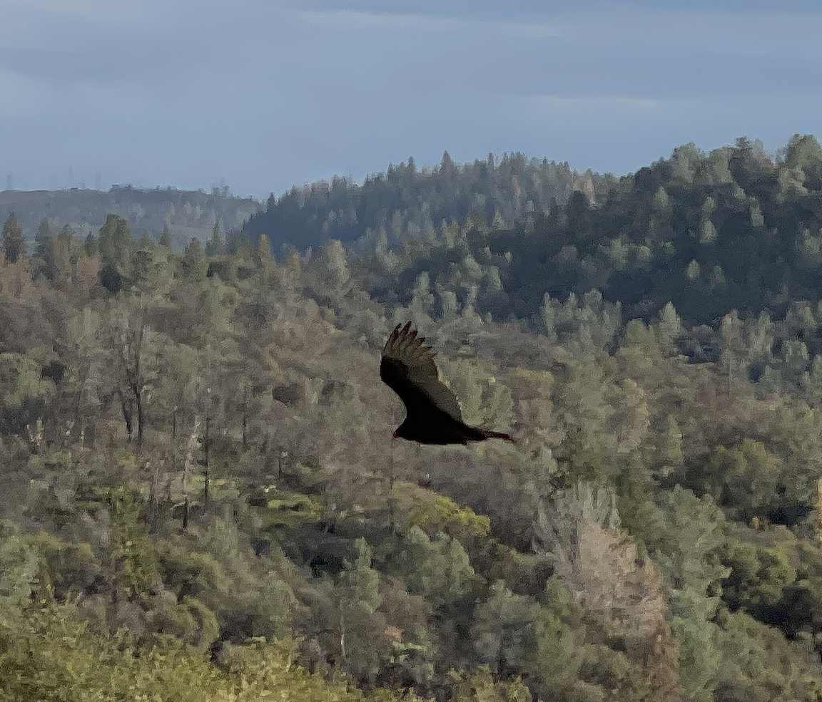 2021-03-19Buzzard.jpg