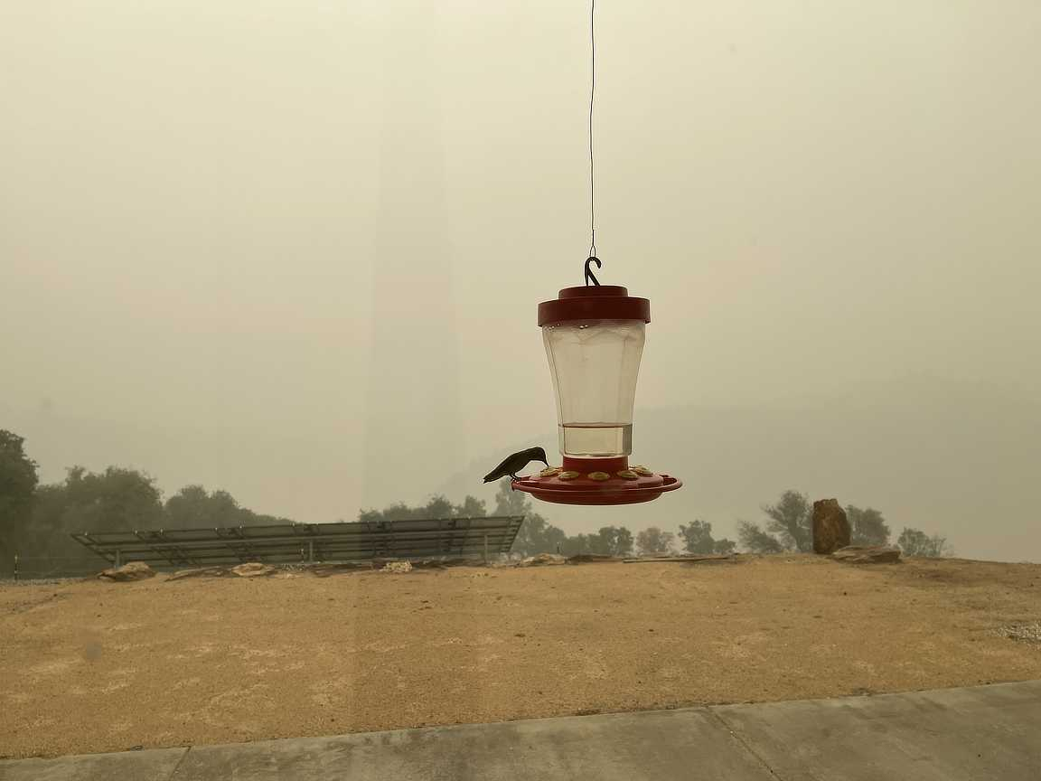2021-08-05SmokyHummerFeeder.jpg