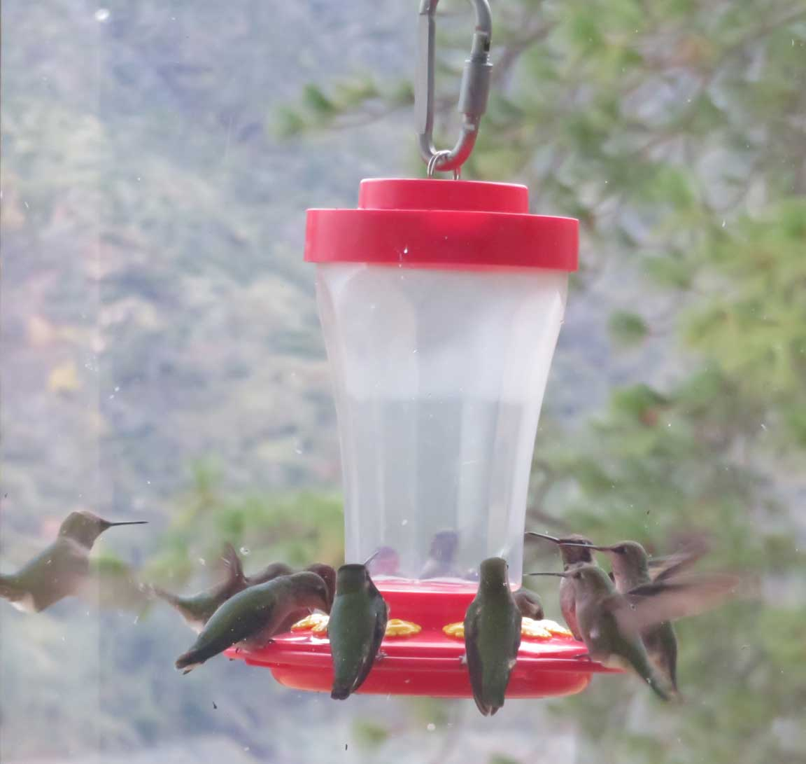 2021-12-15fullHouseFeeder.jpg