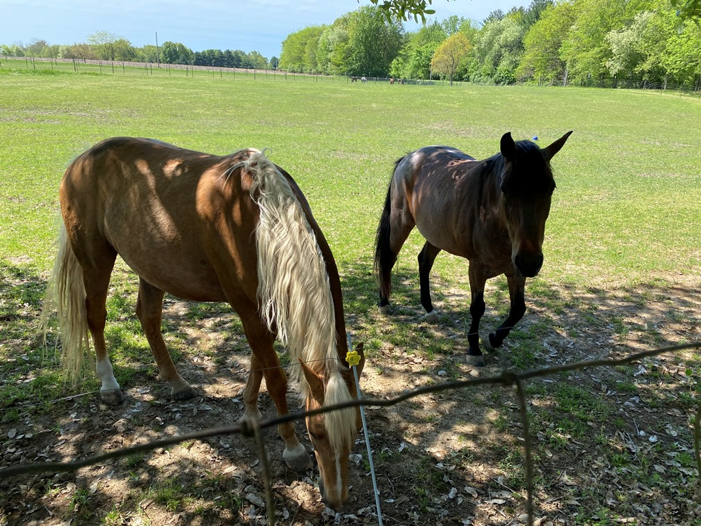 20210501 Horse Supervisors.JPG