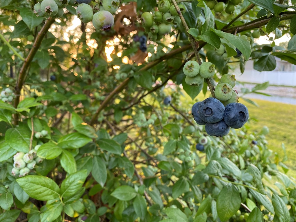20210614 Blueberries 1.JPG