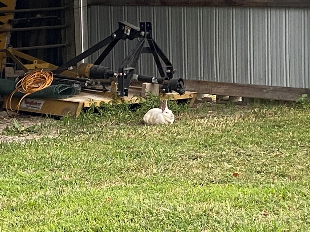 20210914 Rabbit.JPG