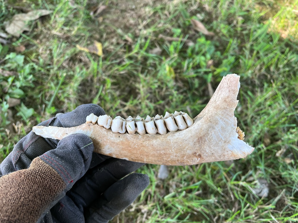 20220910 Mandible.JPG