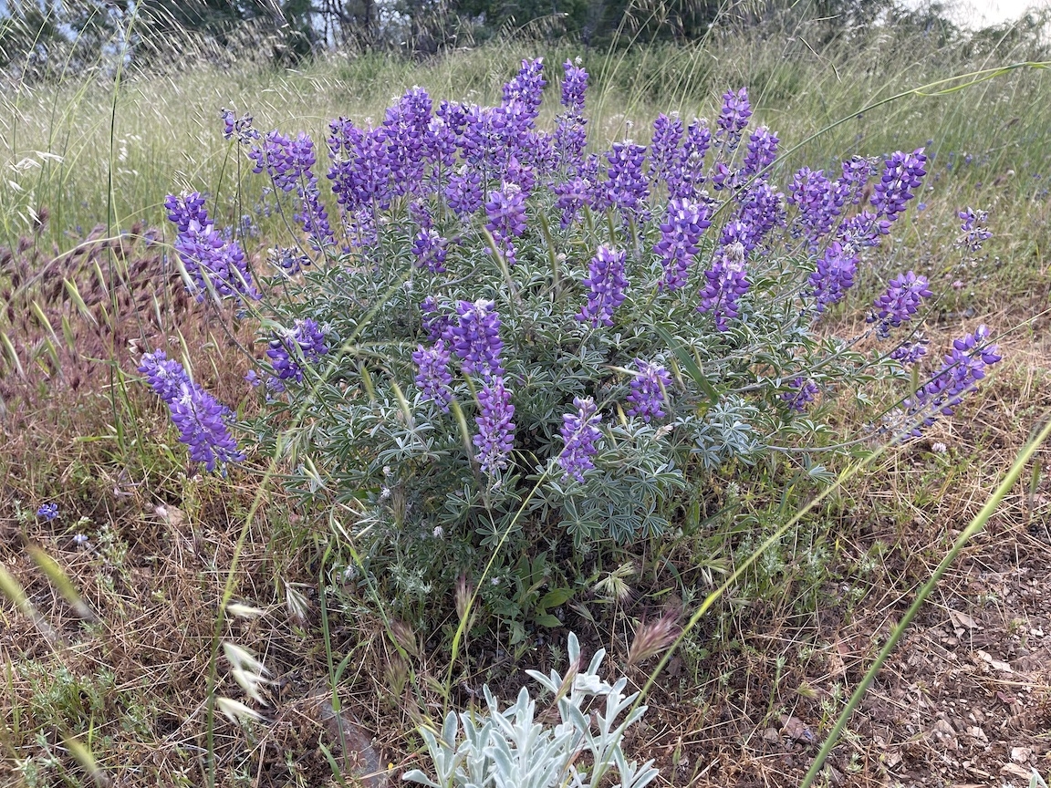 2023-05-09Lupine.jpg