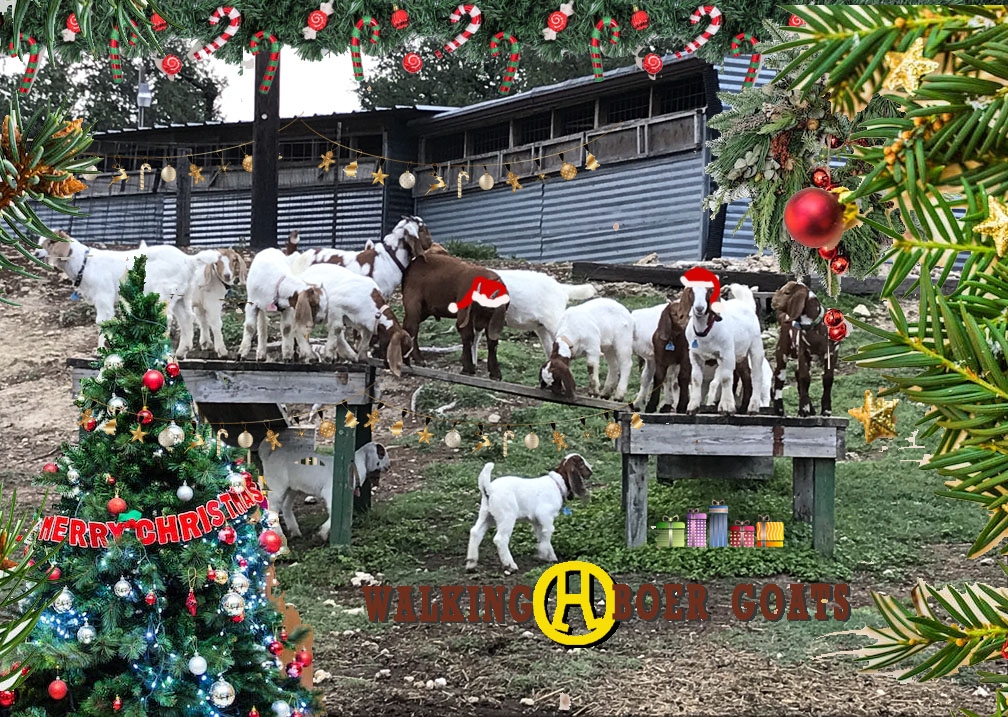 2023 Christmas Card.jpg