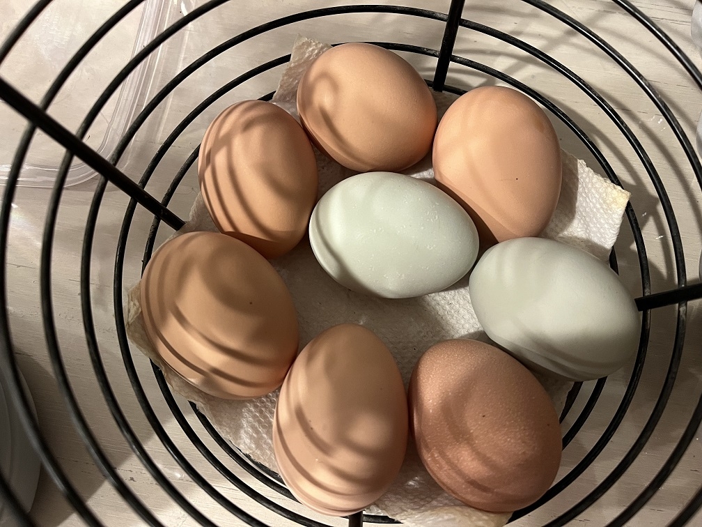 20231019 Eggs.JPG