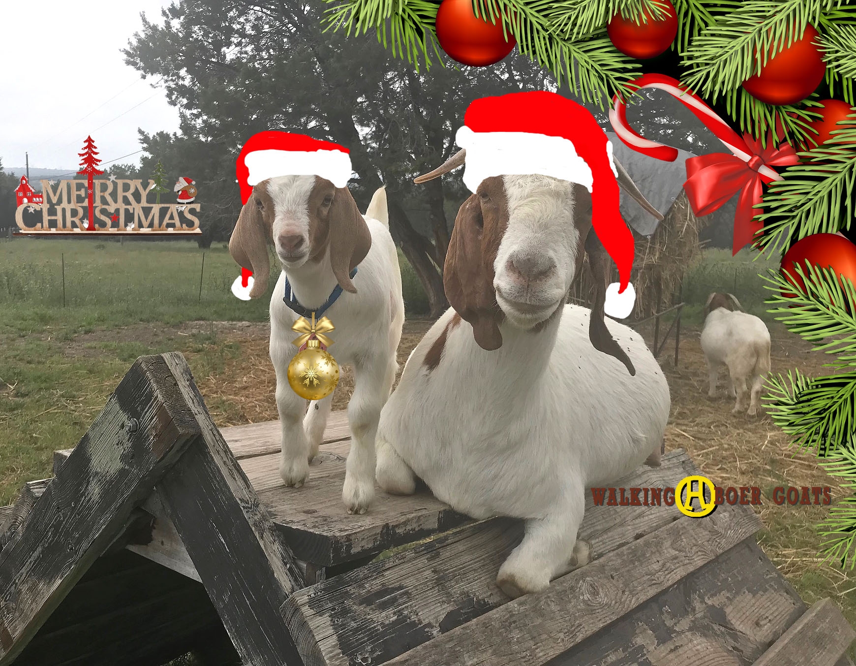 2024 Christmas Card.jpg