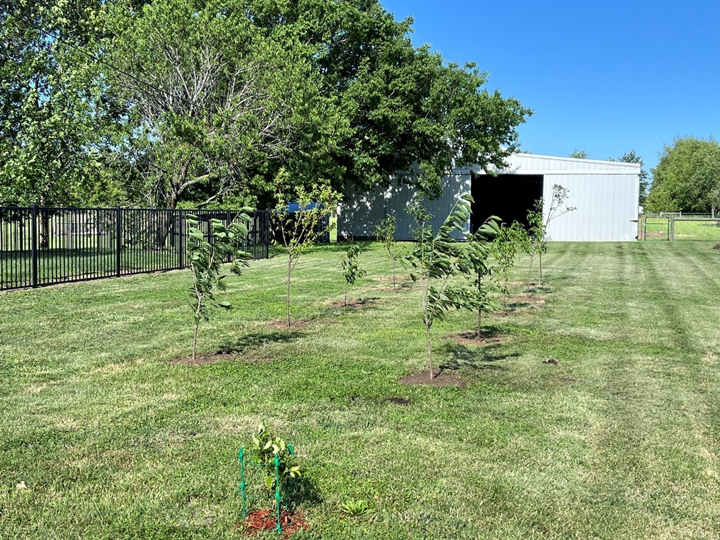 20240528 New Orchard.JPG