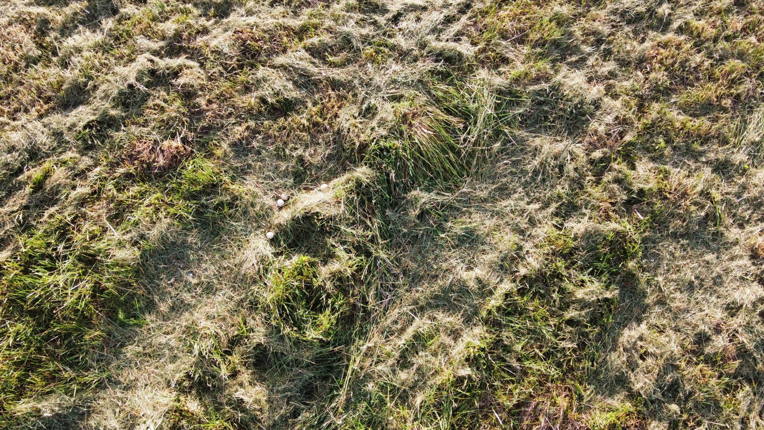 20240615_183438__OH_Farm_mowing_drone_turkeyEggs.JPG