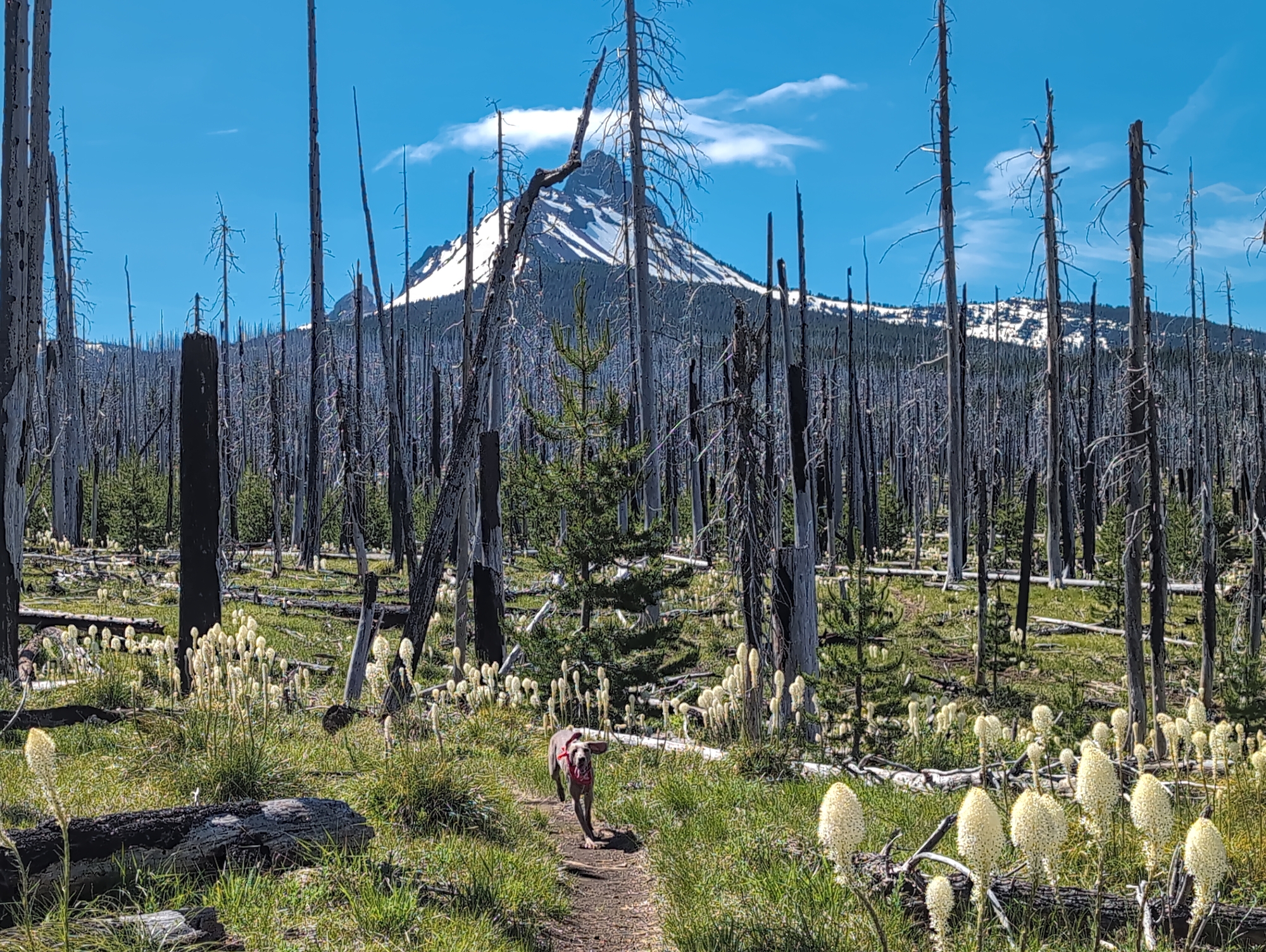 2025 06 Mt Washington Final Version 02.jpg