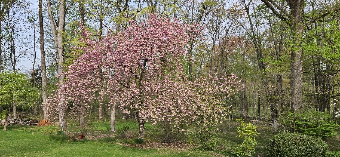 20250425_084417.jpg
