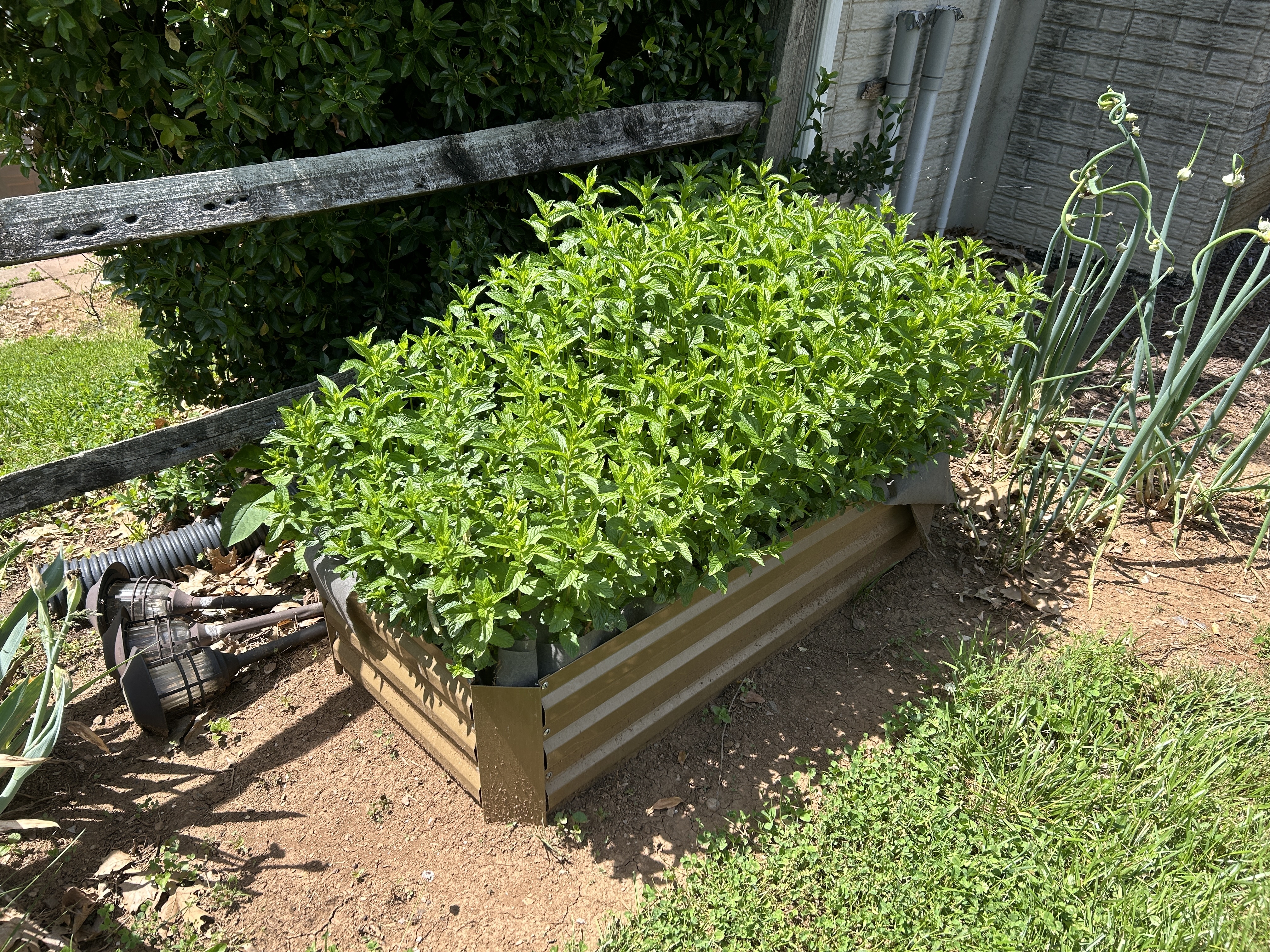 20250520_142950__MD_home_mint.JPG