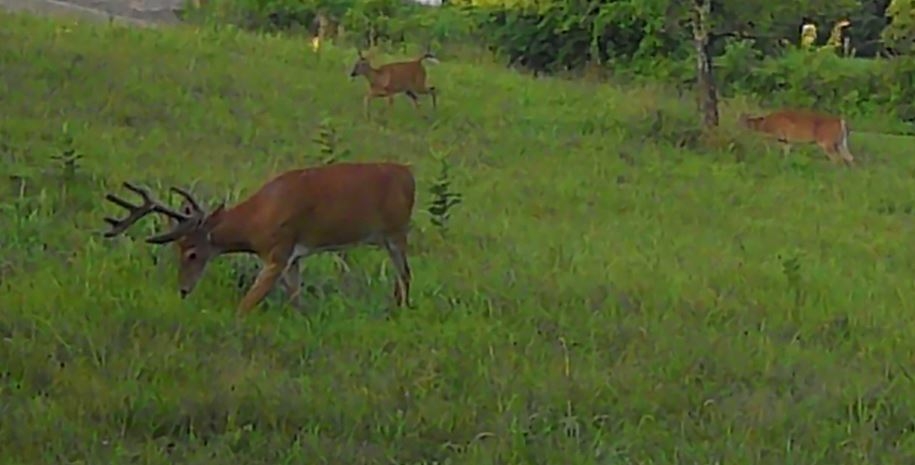 20250721buck.JPG