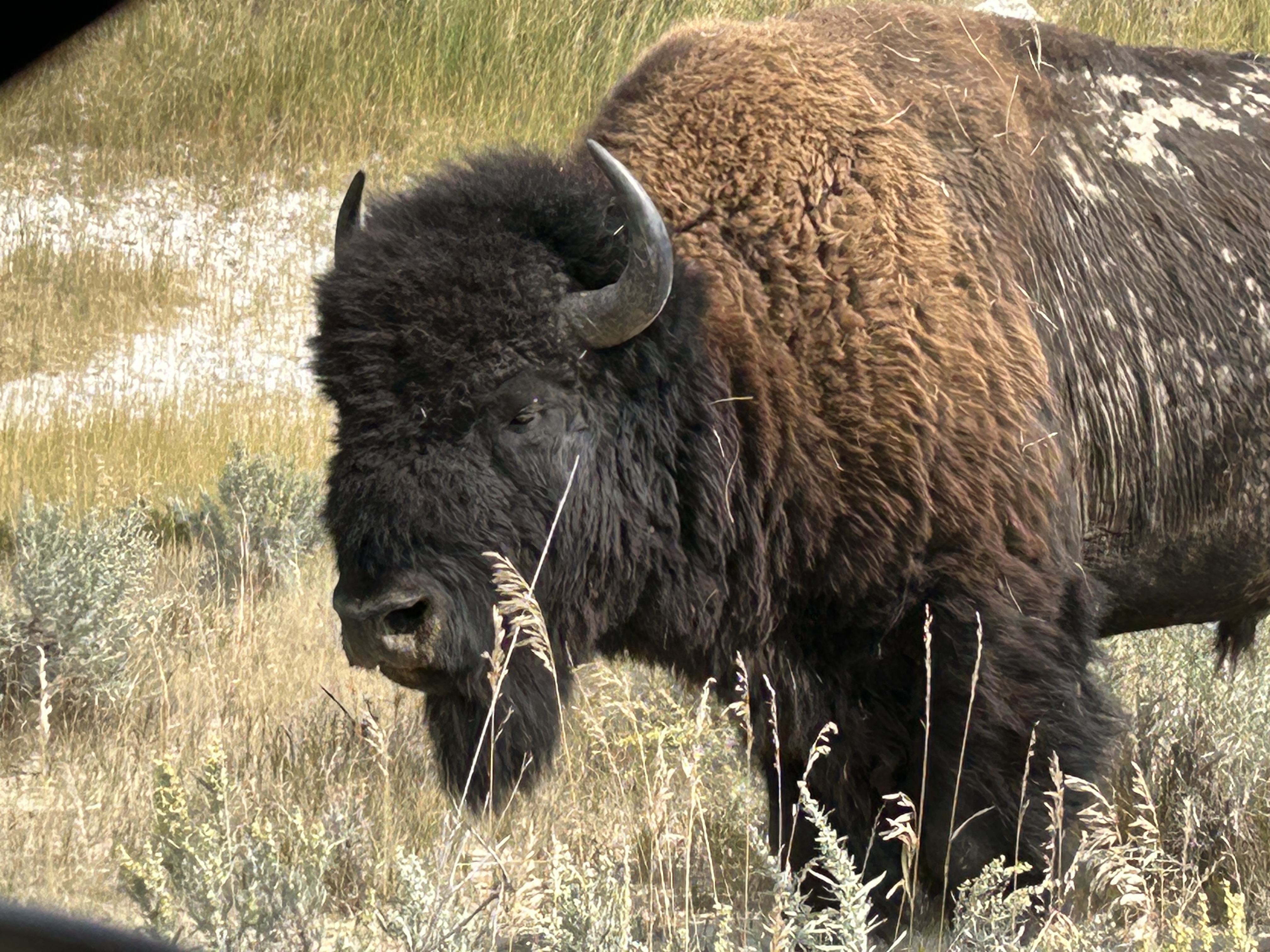 20250910_123757__vac_ND_TRooseveltNP_statepic.JPG