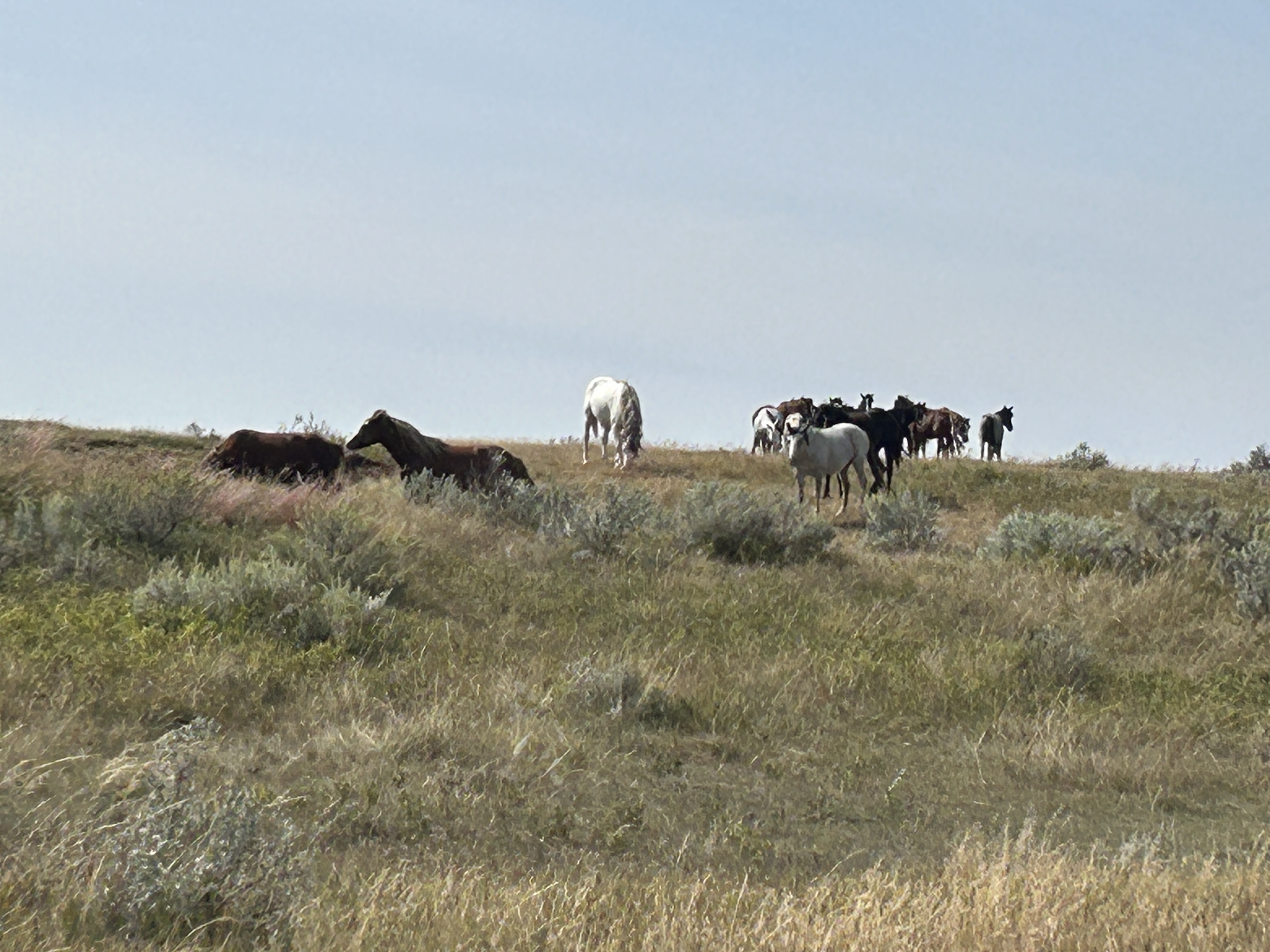 20250910_130841__vac_ND_TRooseveltNP_.JPG