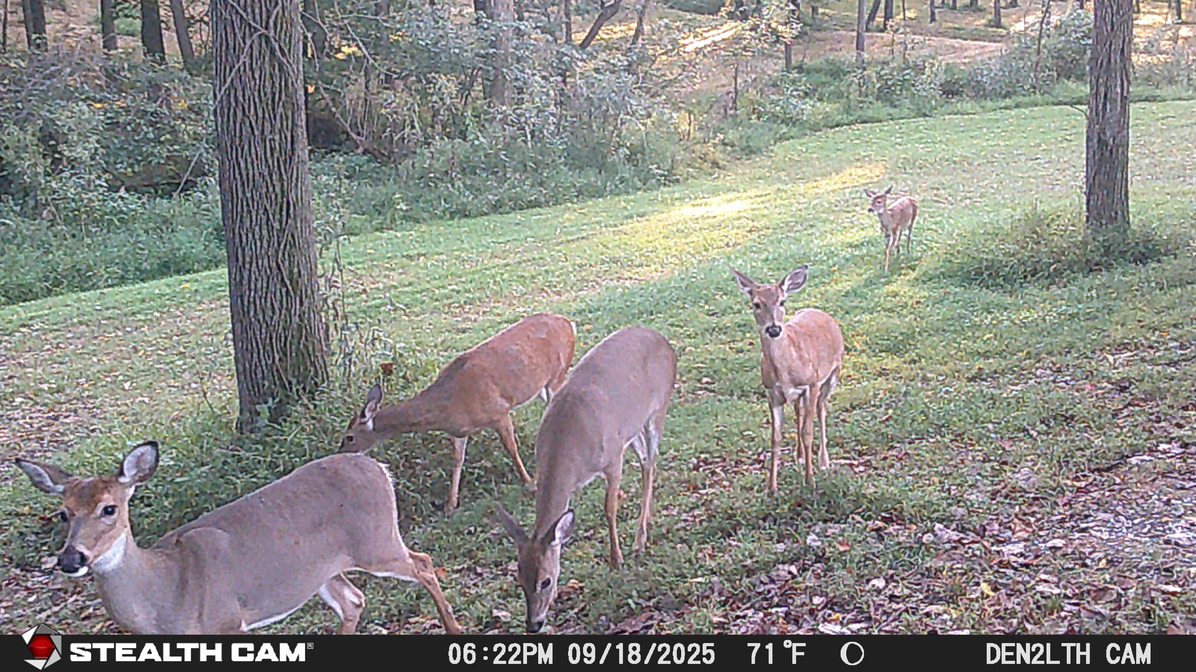 20250918_182214_STC_0109-deer.JPG