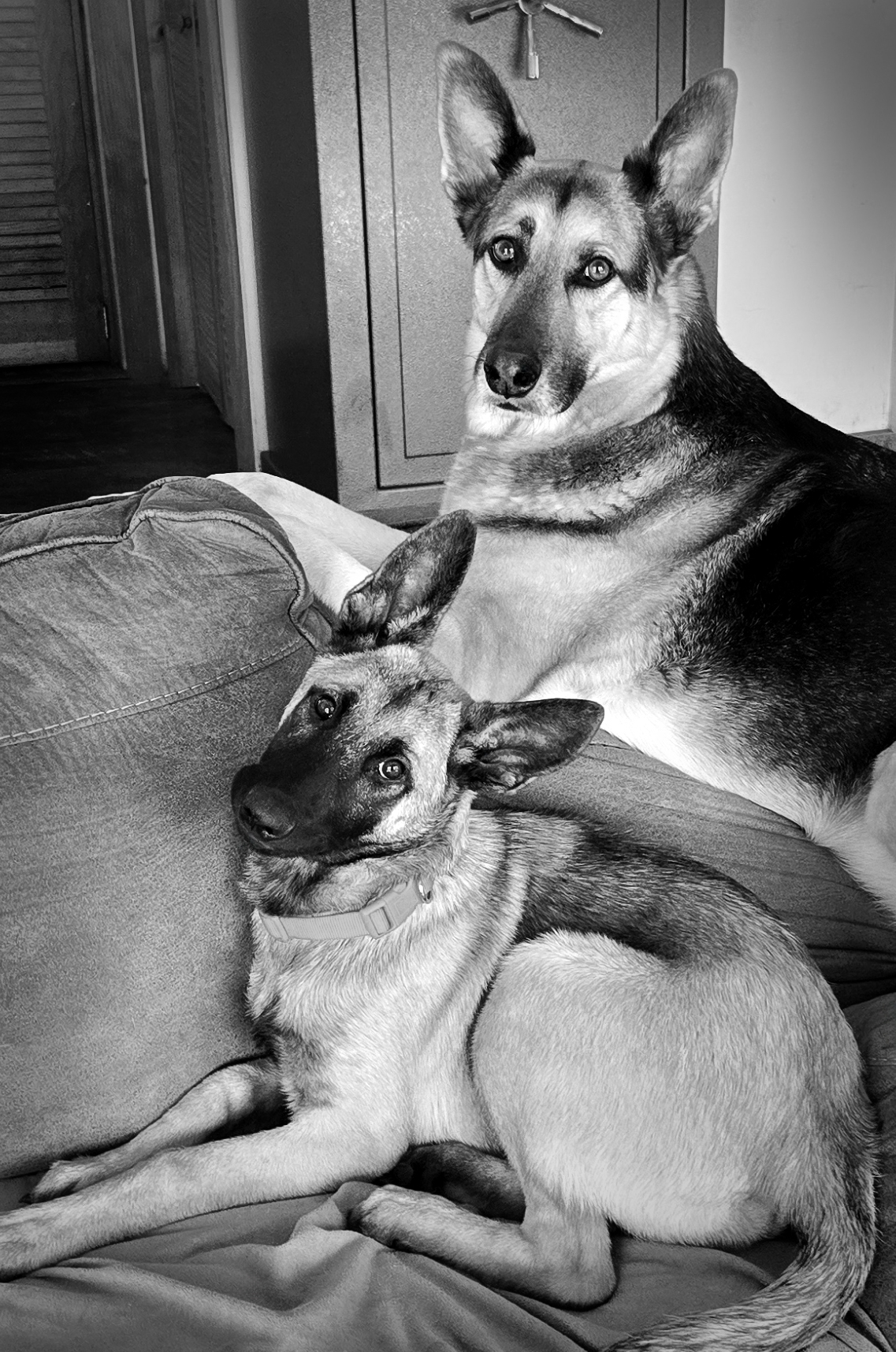 20251004_152722-2 Buck and the pup.jpg