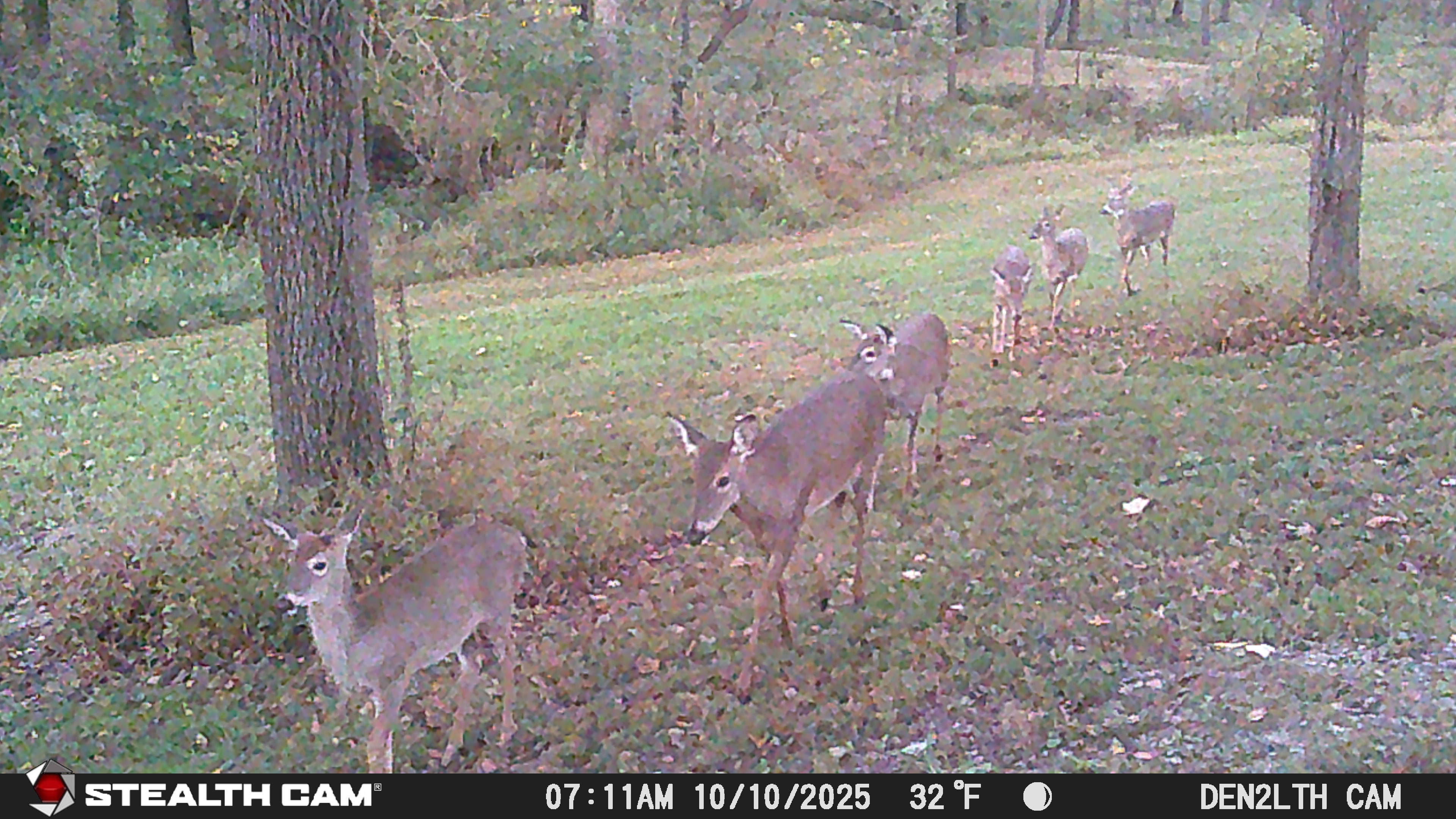 20251010_071146__STC_0030_MD_Creek_line_deer.JPG