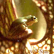 20f. 2006, Carol photo frogs hide down in  the pitcher plant.jpg