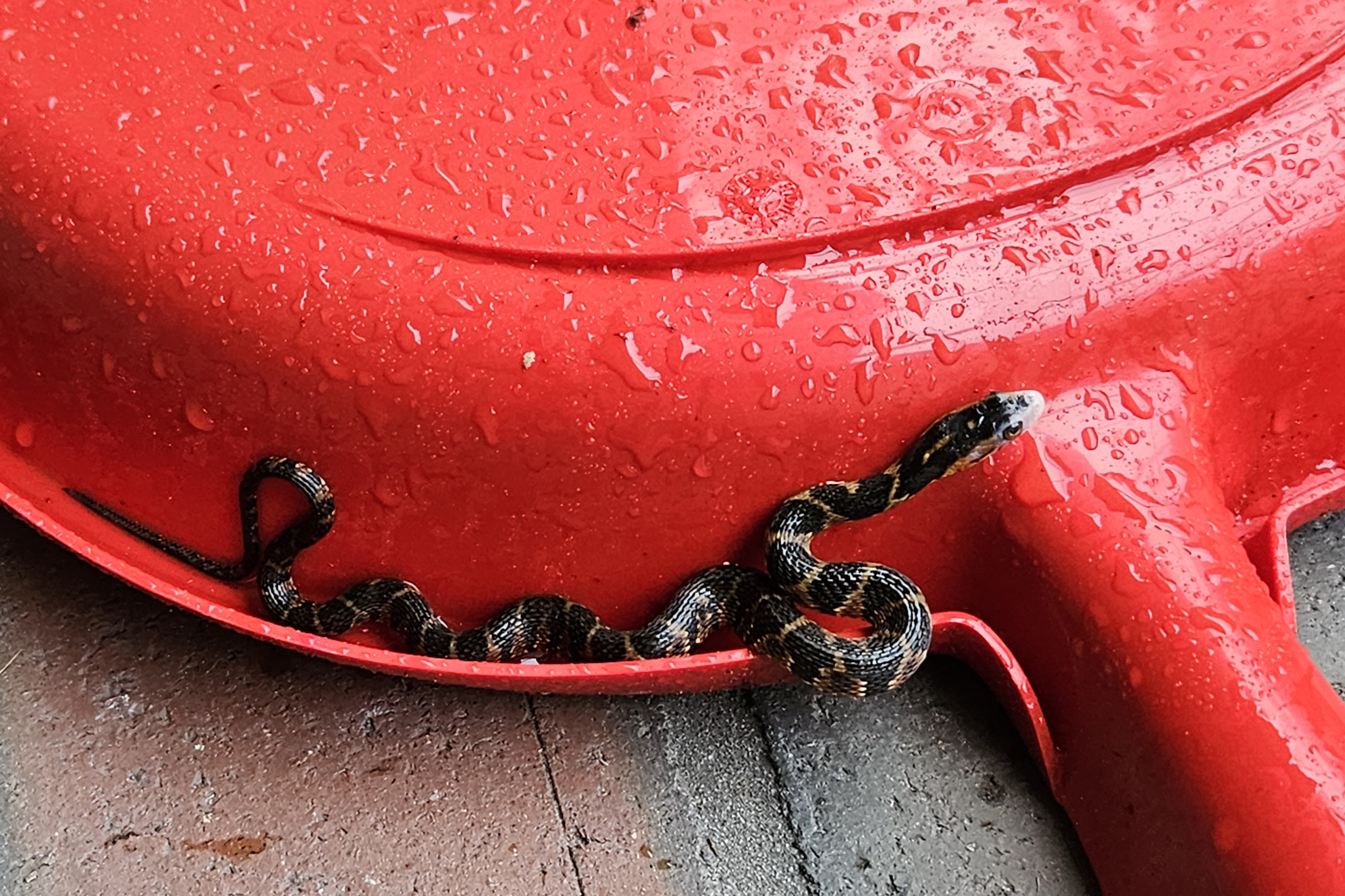 23 08 01 water snake on dustpan by pool.jpg