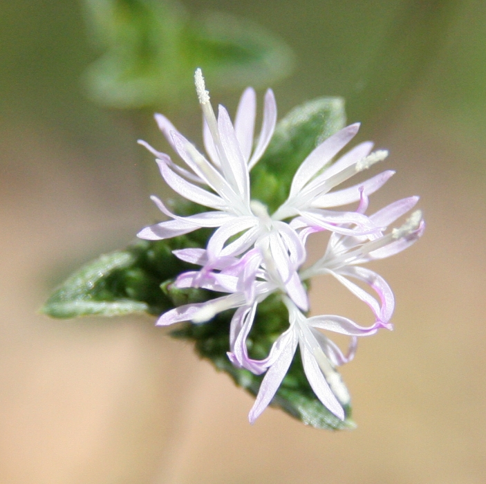 23 09 10 weed blossom on farm thin petals white purple more color cropped 350D small.jpg