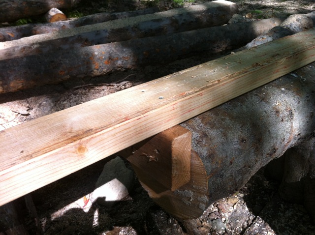 2by on log close.jpg