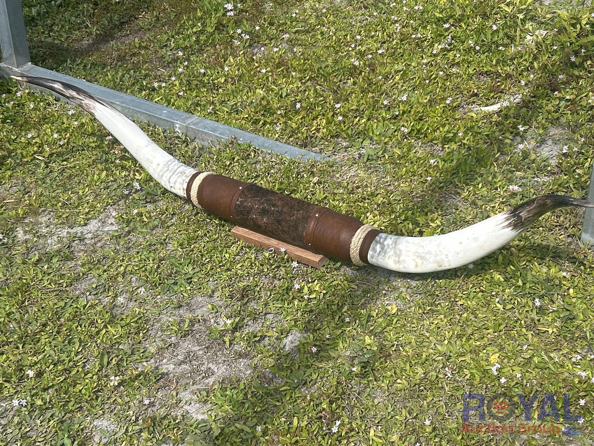 Black Tip Steer Horn (A55853)