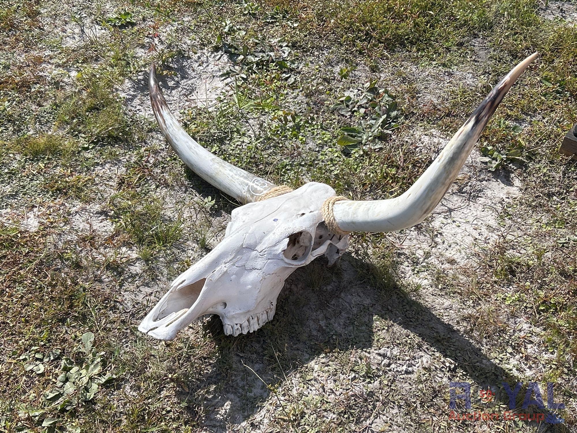 Longhorn Steer Skull Art (A55853)