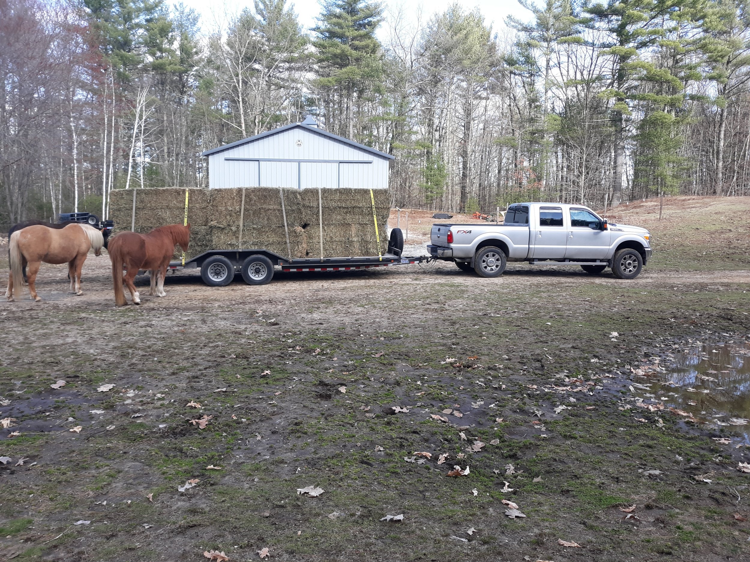 41120 hay2.jpg