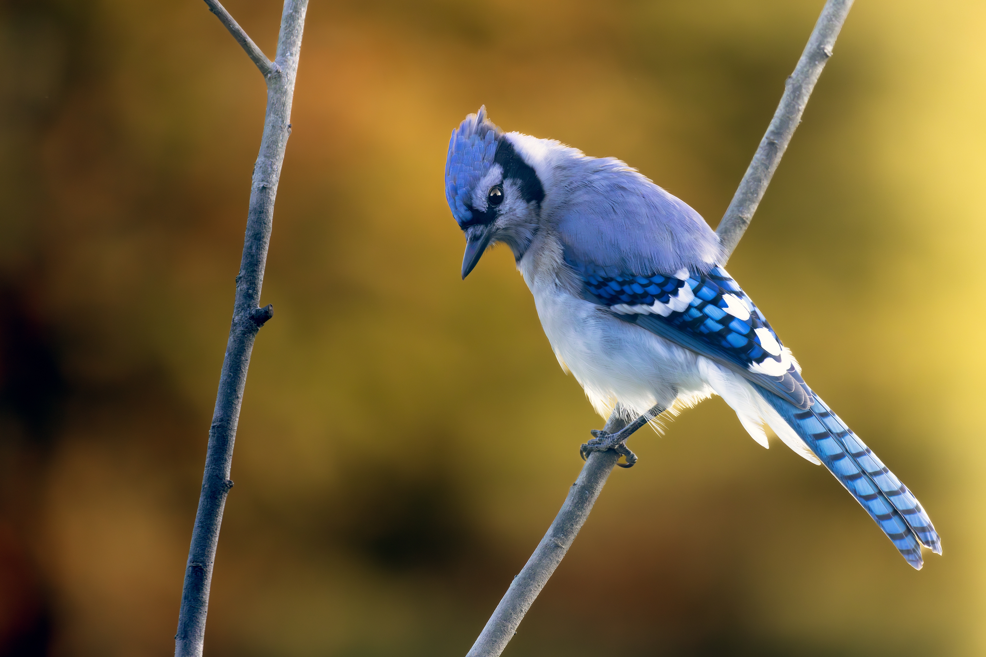 496A1543-Autumn blue jay S.jpg